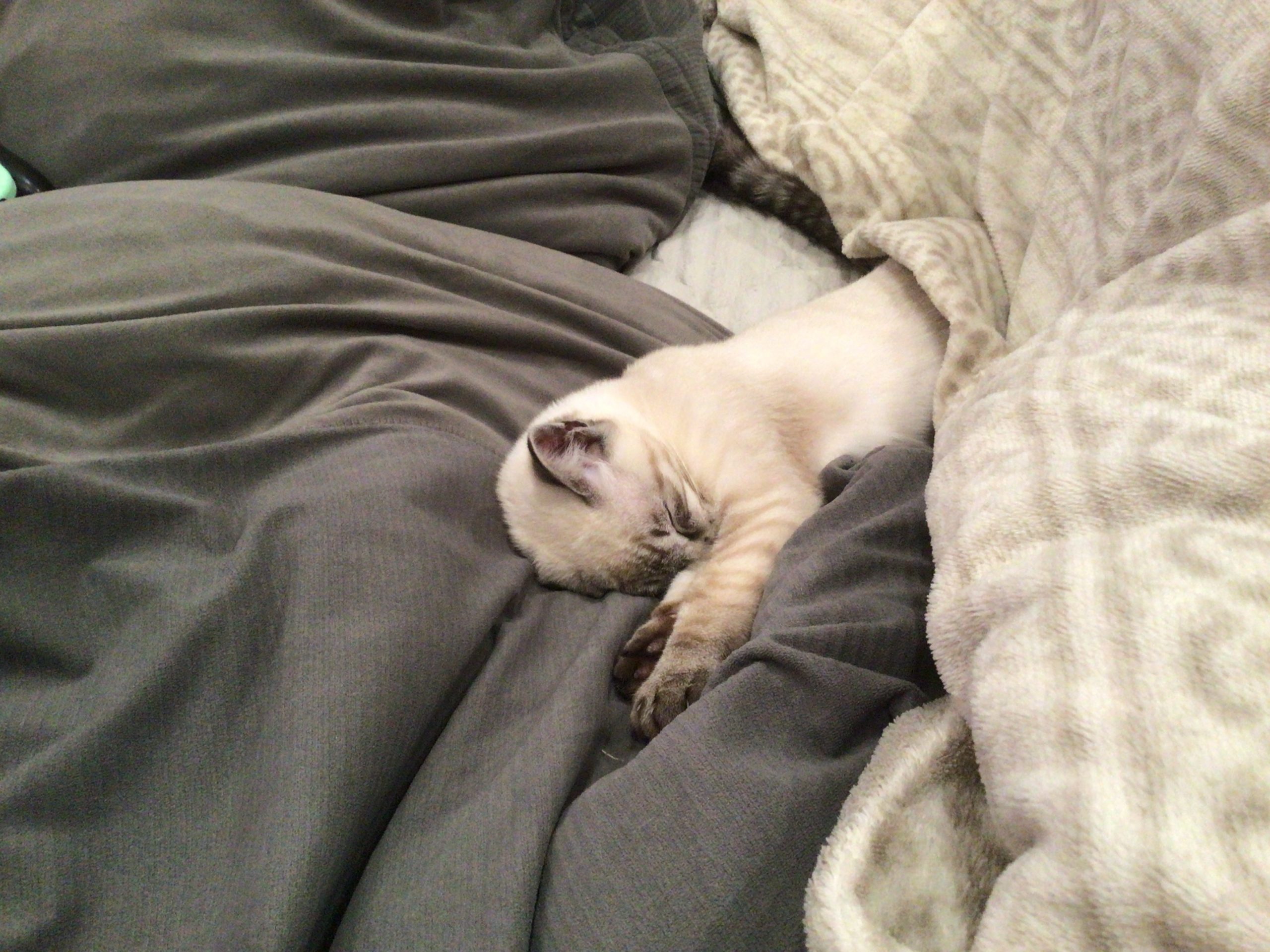 シャムトラのテト！おねんねですか？