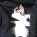 三毛猫のイクラ　毛布にくるまる