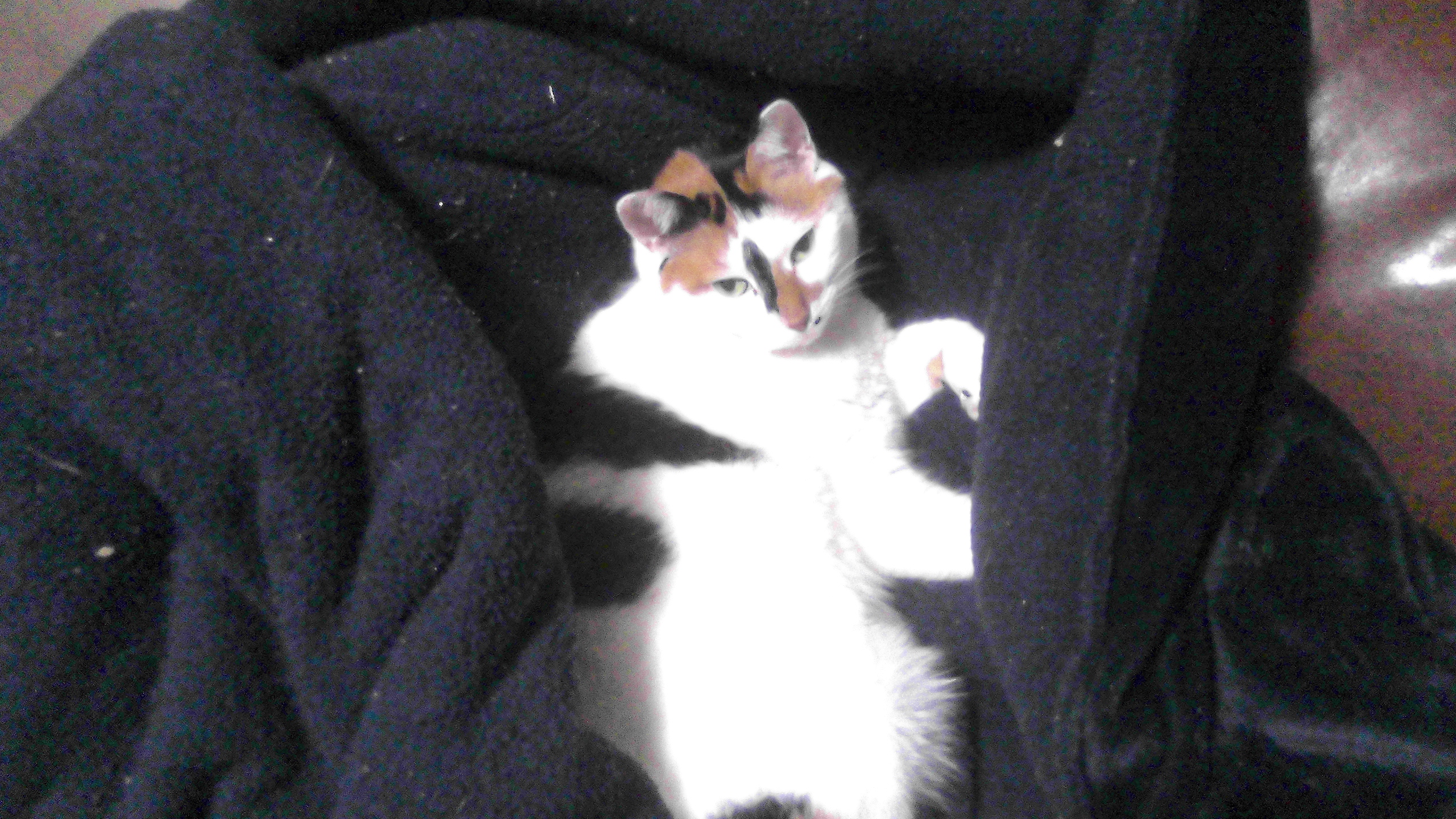 三毛猫のイクラ　毛布にくるまる