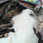 さび猫のリタとシャム猫のメル