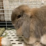 福ちゃんでーす！