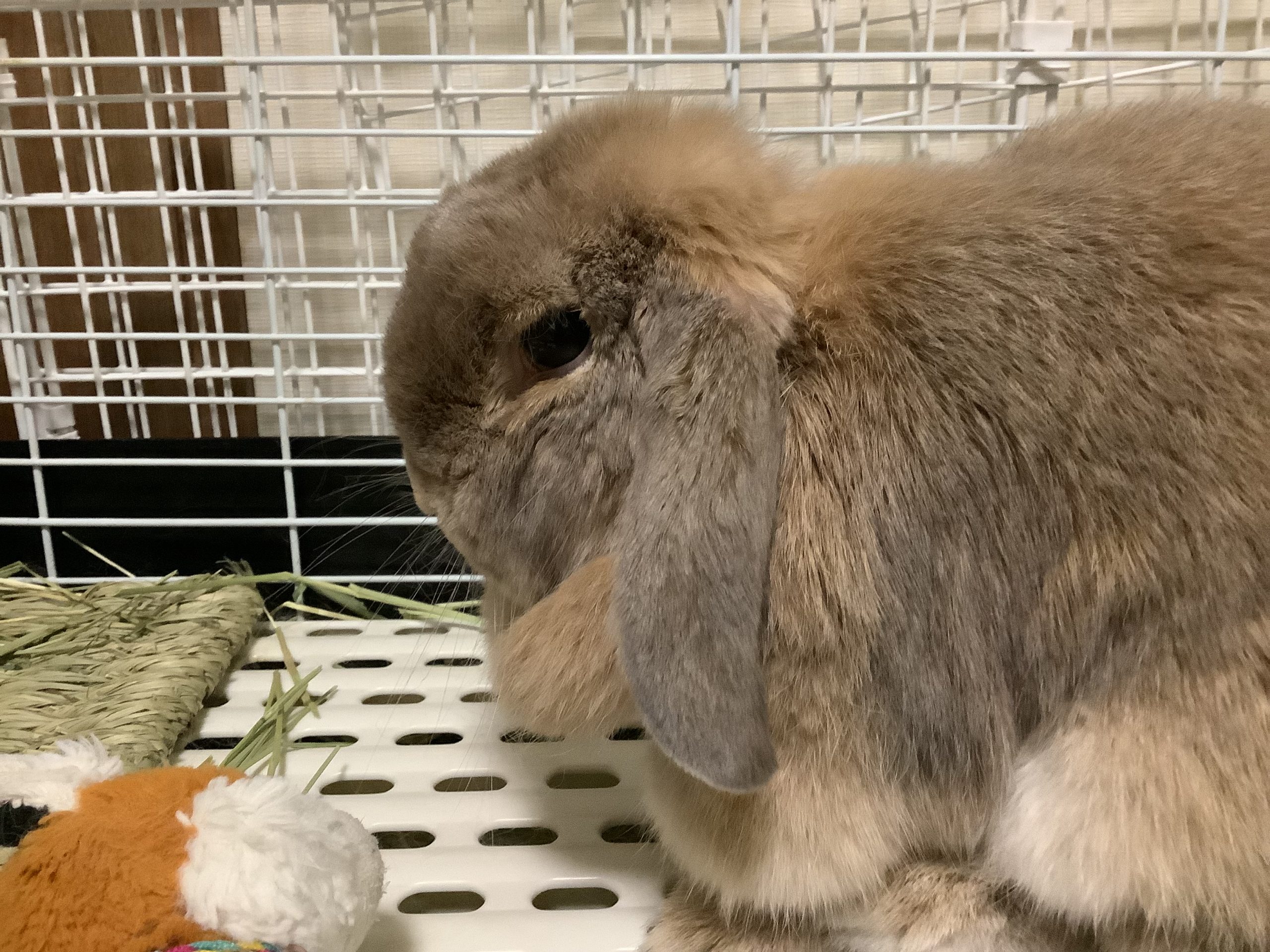 福ちゃんでーす！