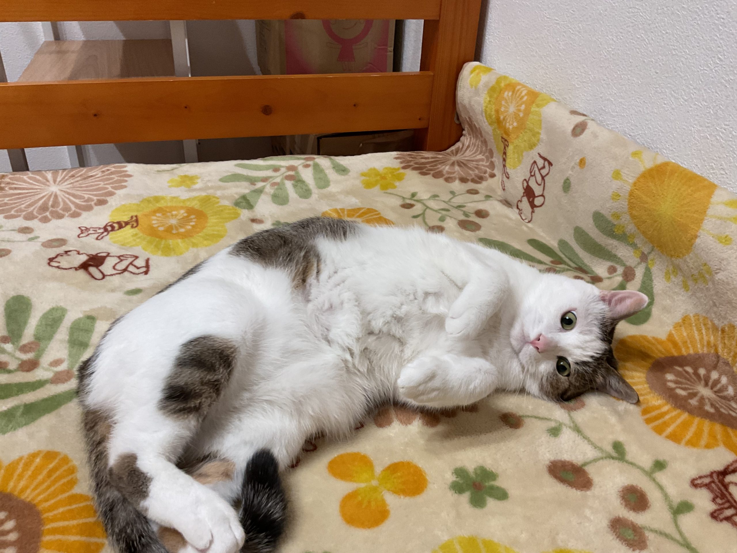 白キジトラのムーくんです。💕