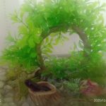 アカハライモリ♂