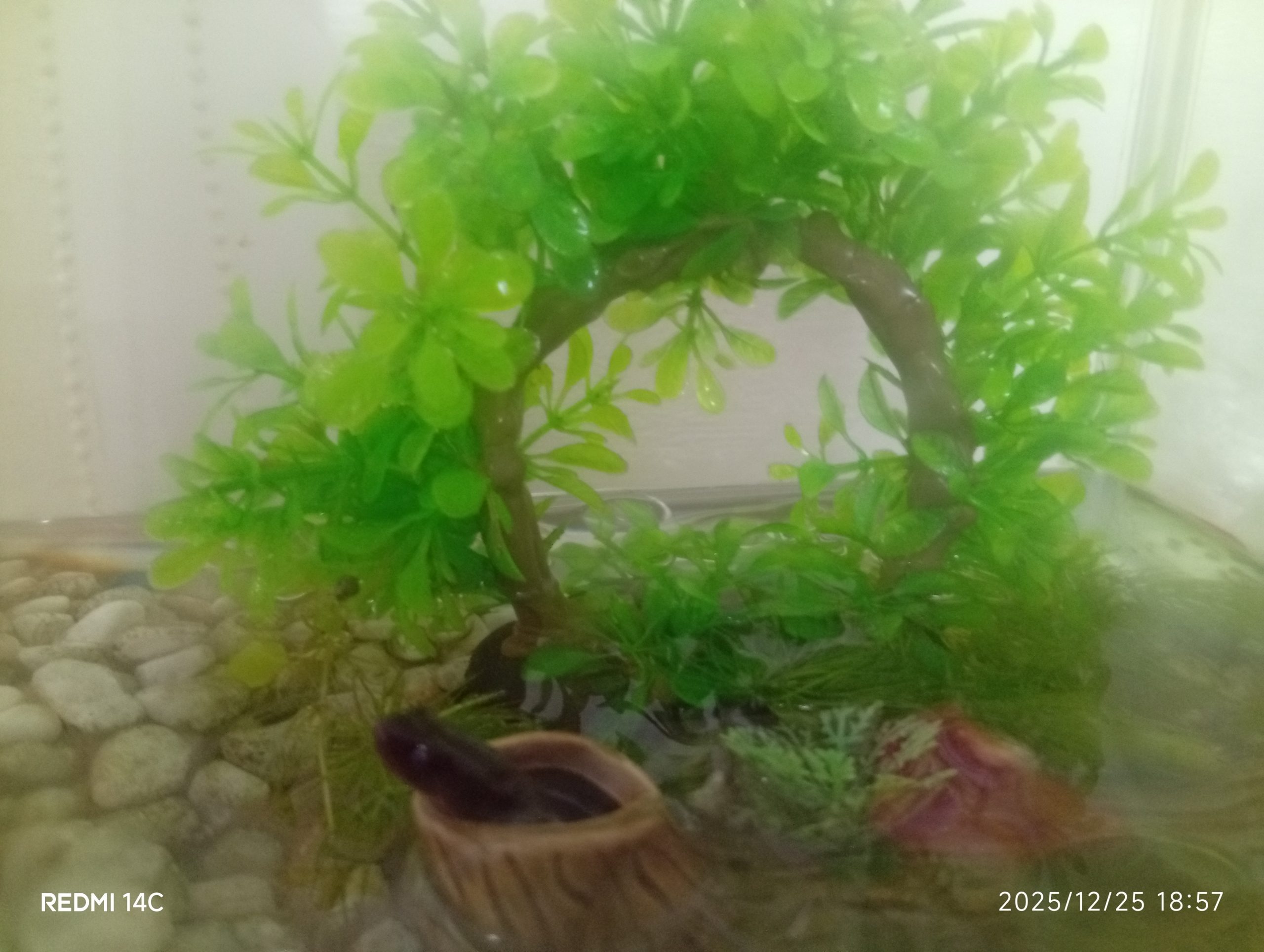 アカハライモリ♂