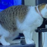 雑種の雪ちゃんです。