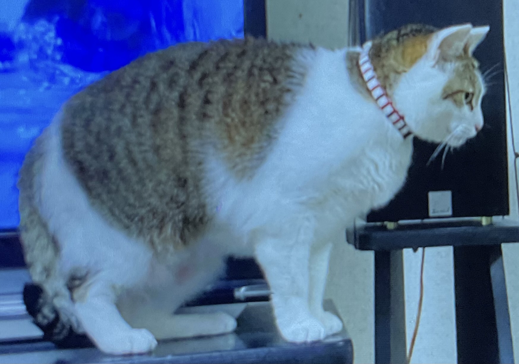 雑種の雪ちゃんです。