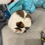 寝てる、ムーくん