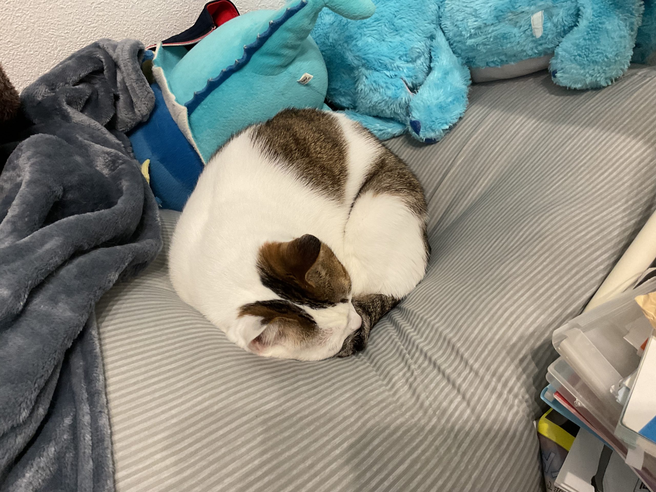 寝てる、ムーくん