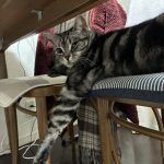 アメショ、シルバータビーのタマ