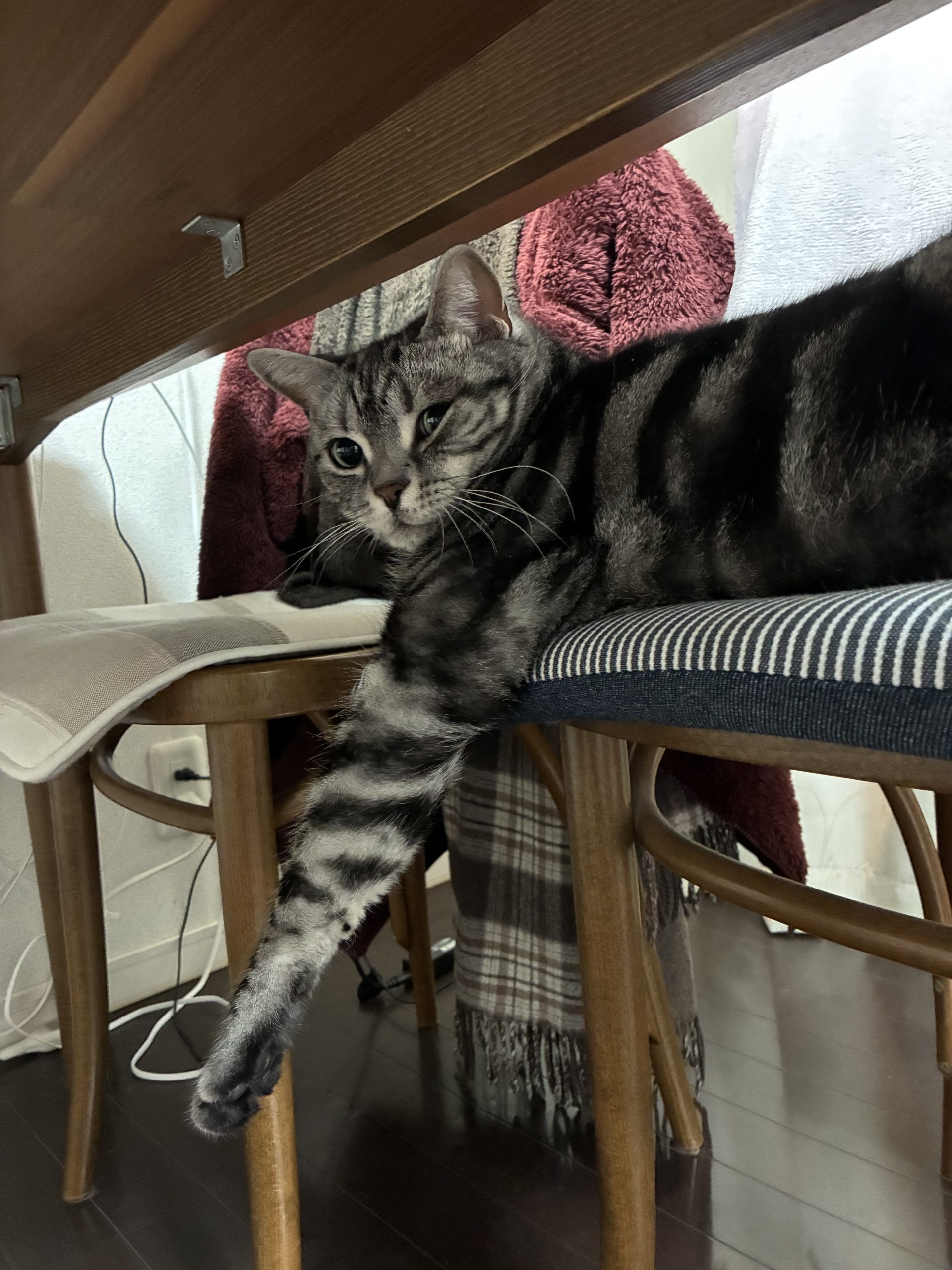 アメショ、シルバータビーのタマ