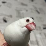 うちの文鳥
