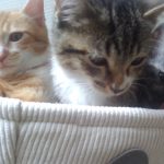 下敷きにされてるネコ