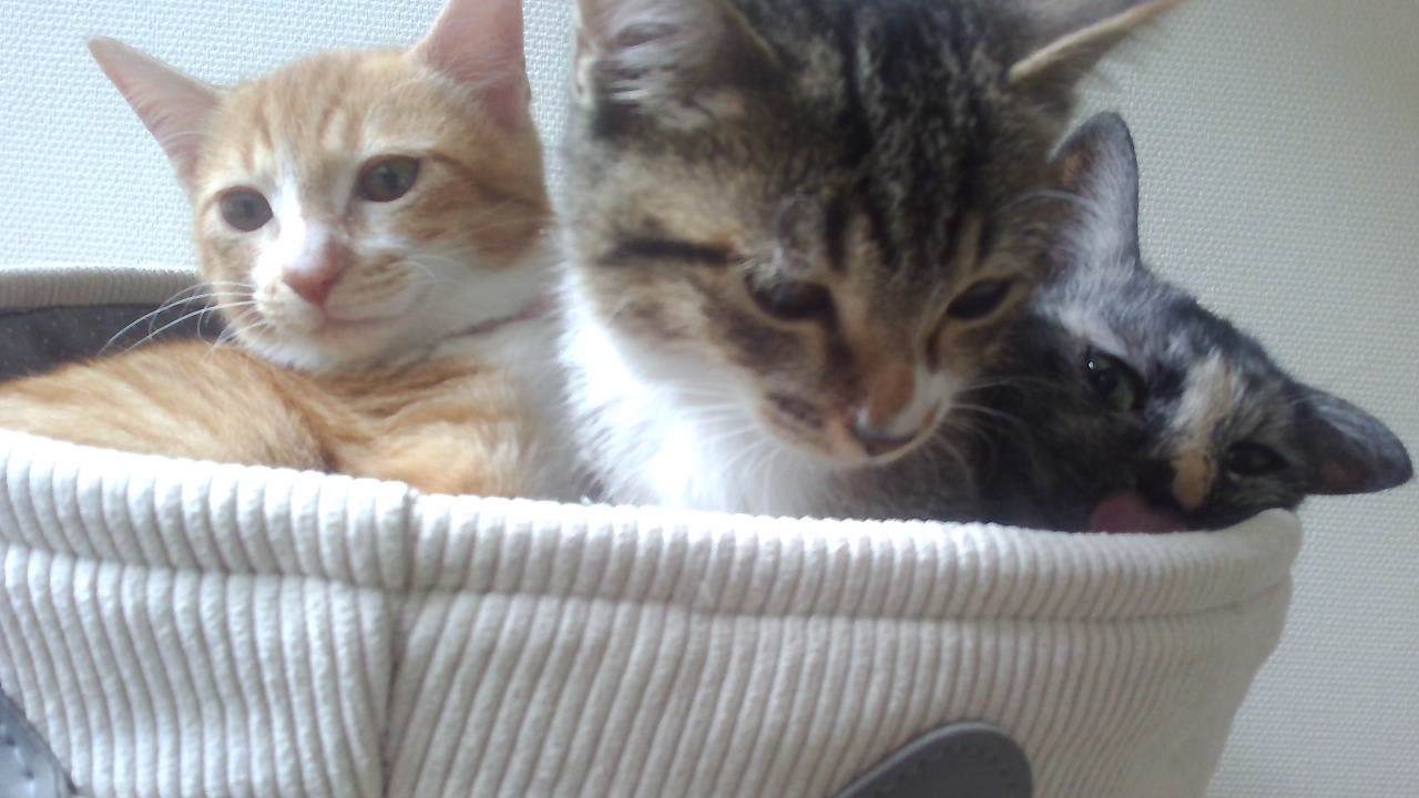 下敷きにされてるネコ