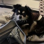 ロングコートのチワワのチョコです！