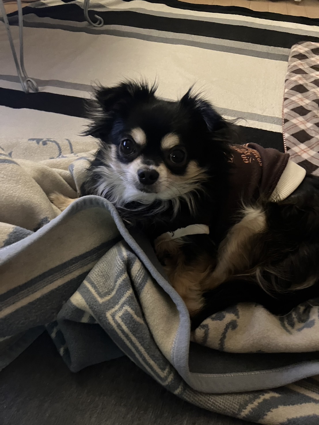 ロングコートのチワワのチョコです！