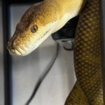 モルカンパイソン