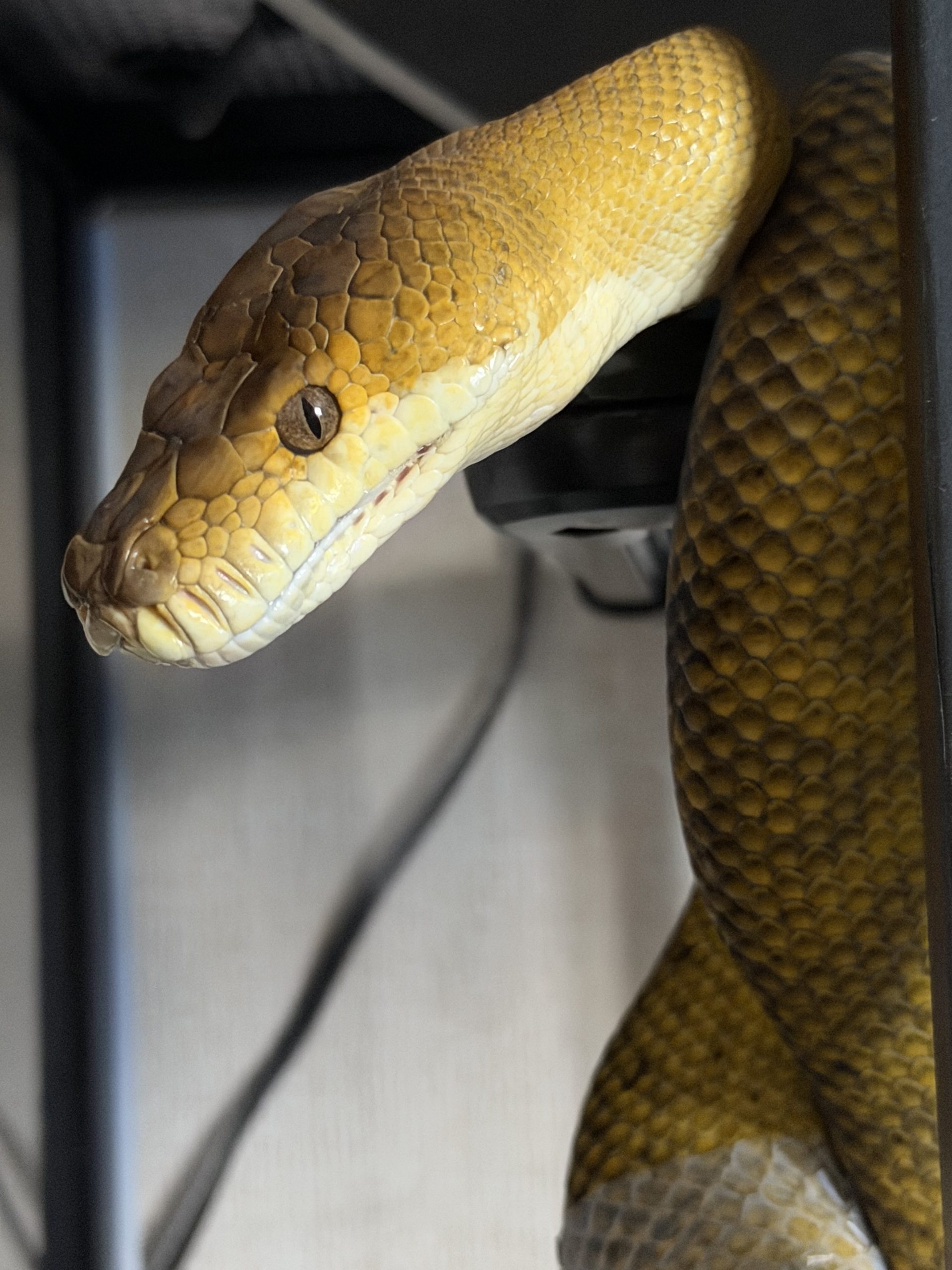 モルカンパイソン