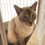 ベロ出してどうしたの？