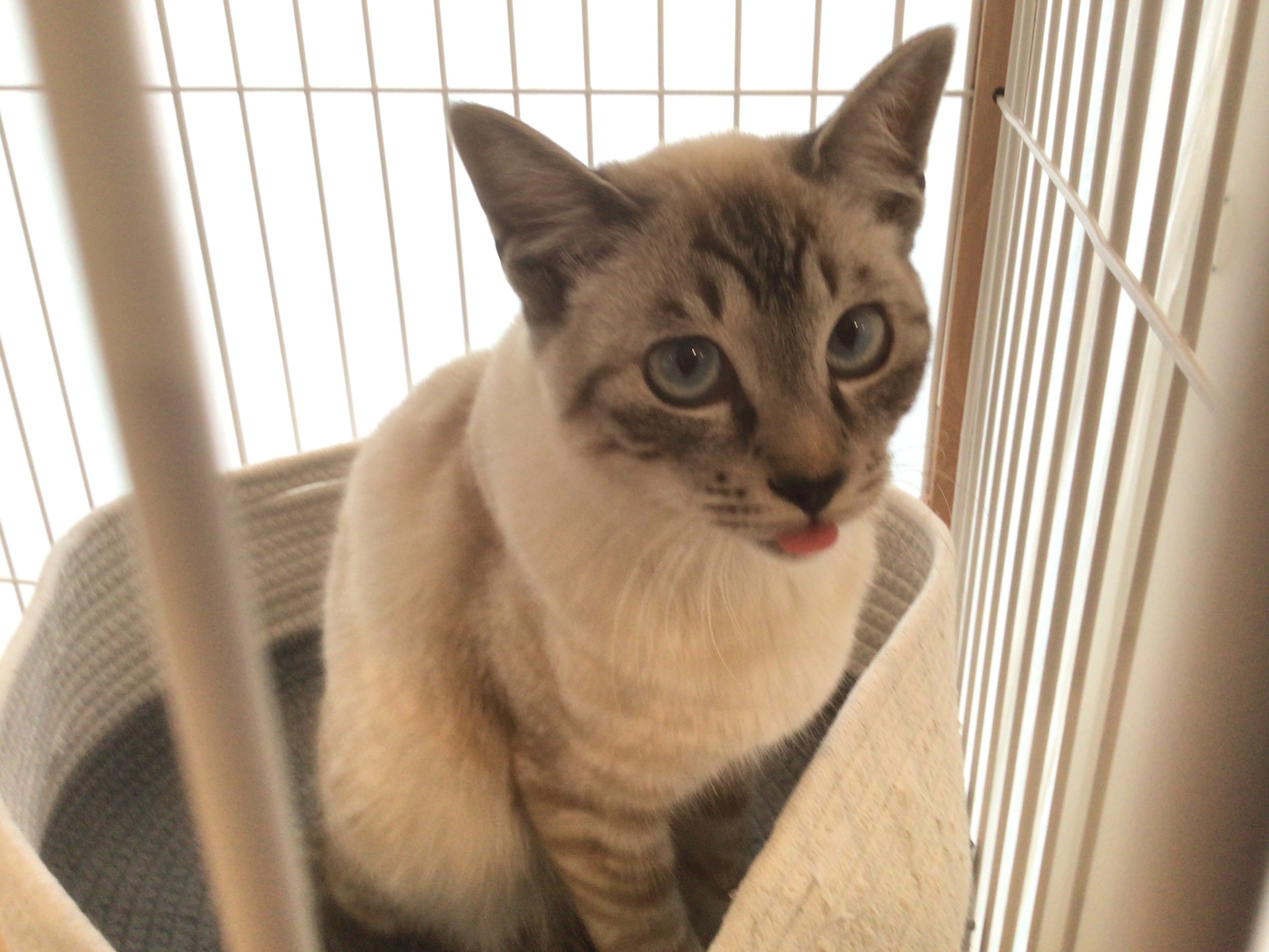 ベロ出してどうしたの？