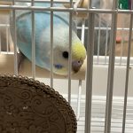 インコのパステルレインボー「青伊」