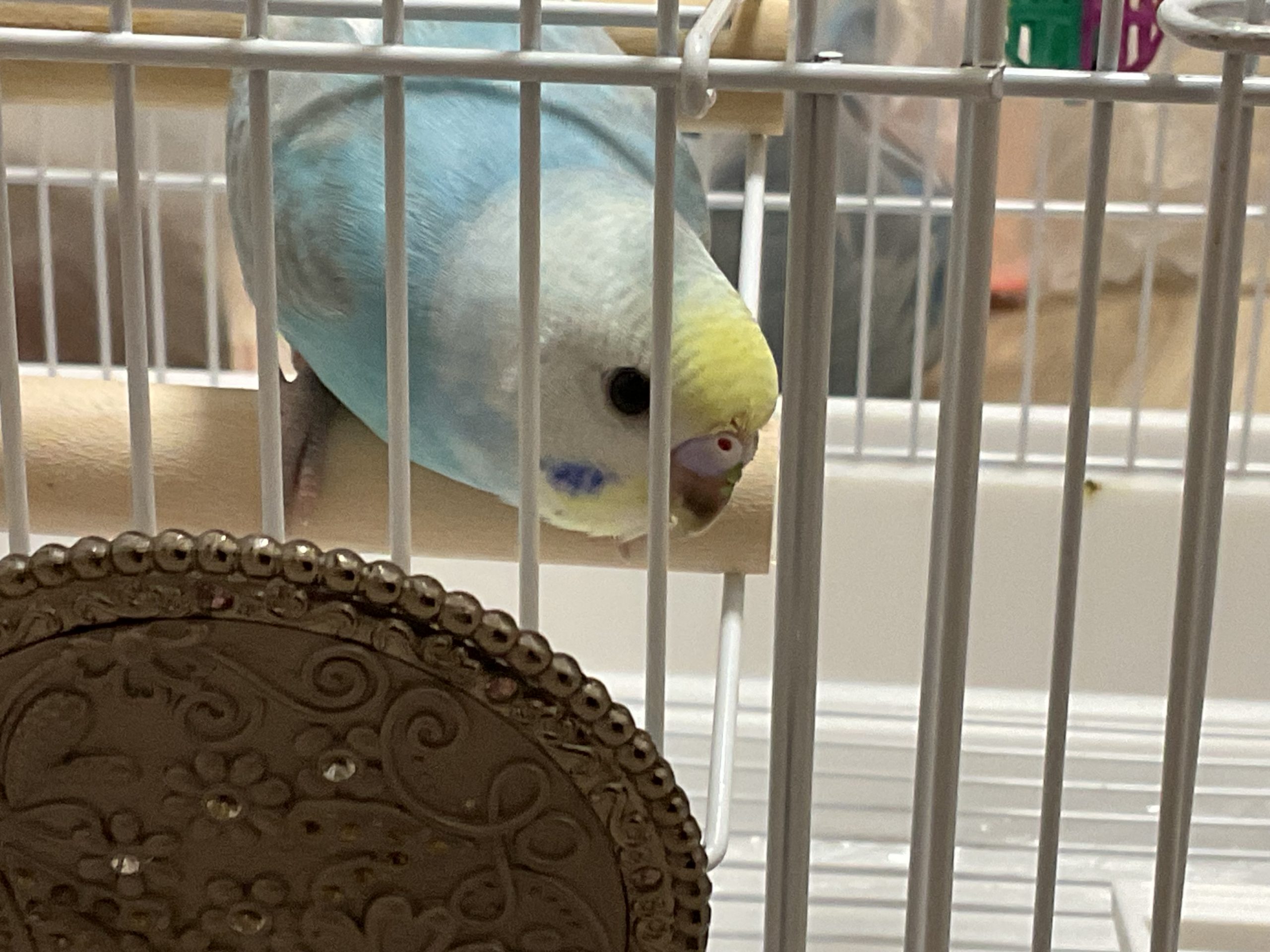 インコのパステルレインボー「青伊」