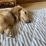 ミニチュアダックスのリノです