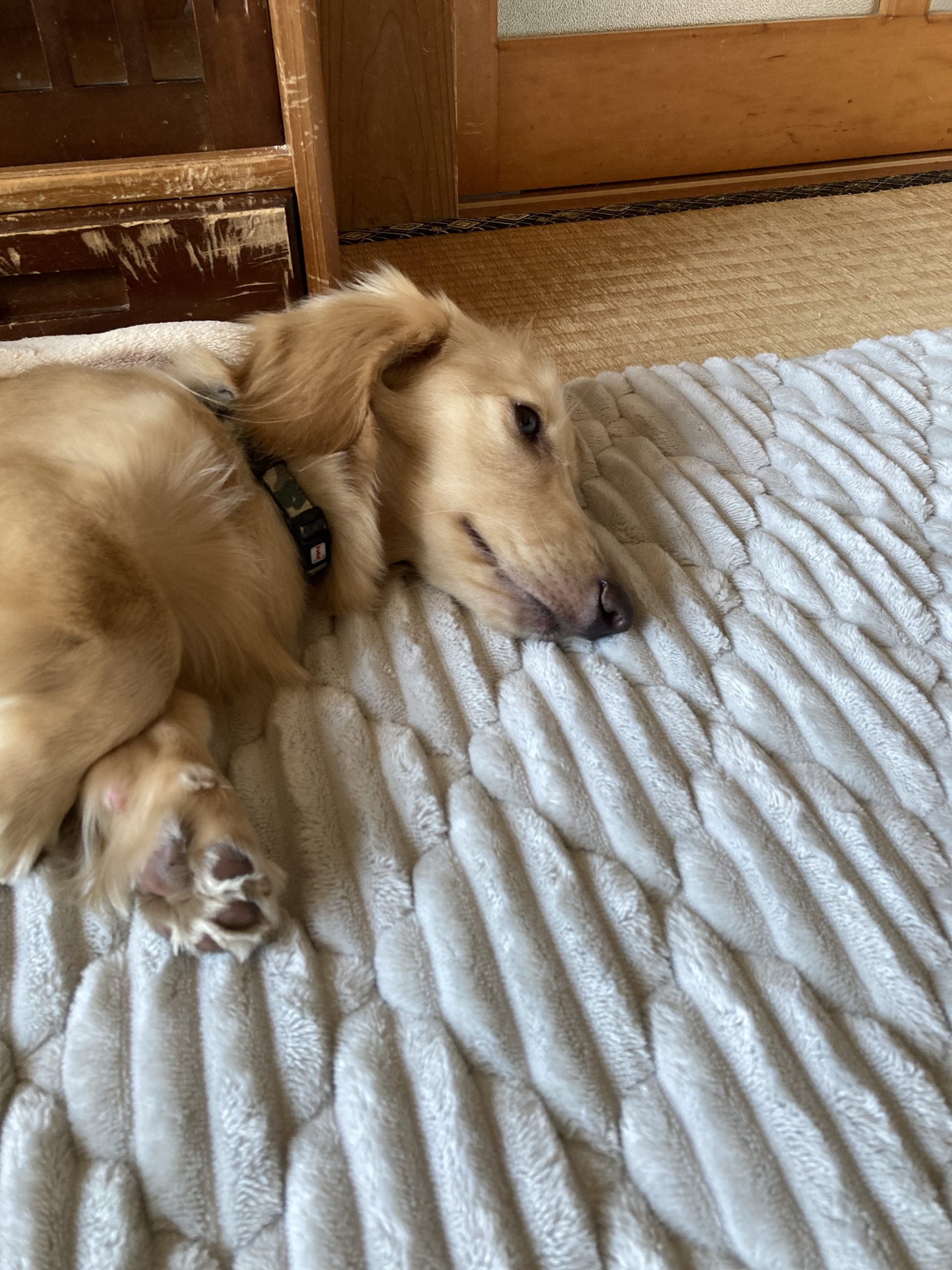 ミニチュアダックスのリノです