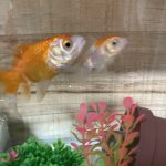 金魚のおなかとミニ