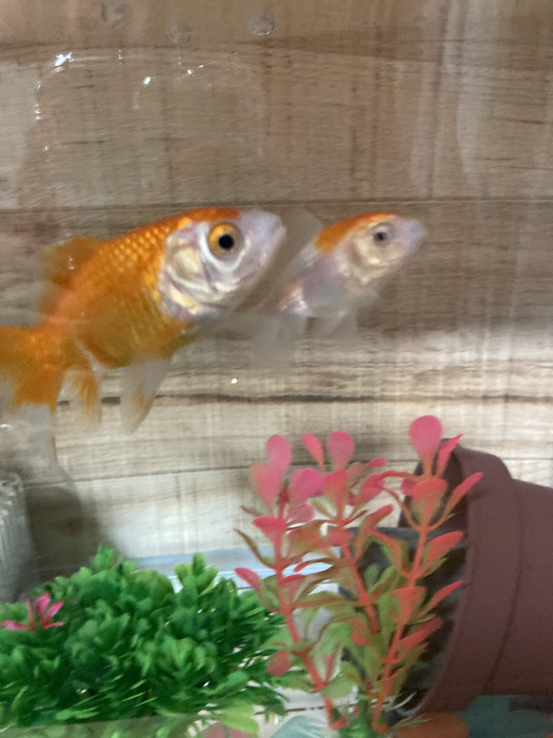 金魚のおなかとミニ