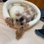 ヨークシャーテリアのもこ！