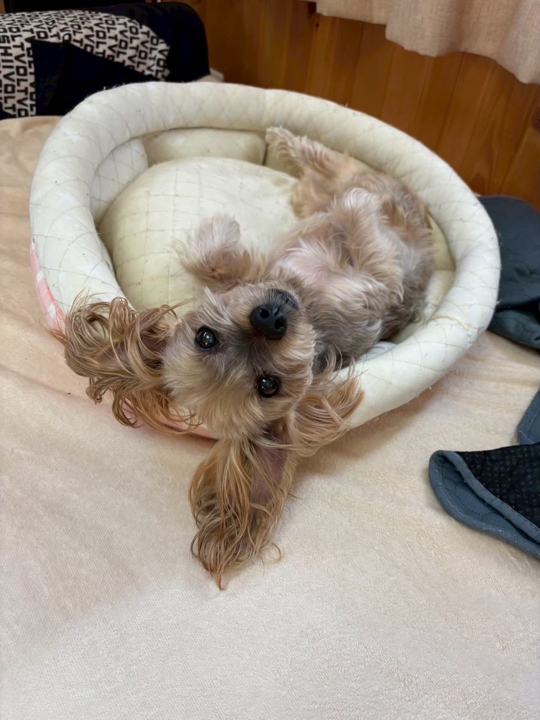 ヨークシャーテリアのもこ！