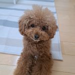 トイプードルのアルト