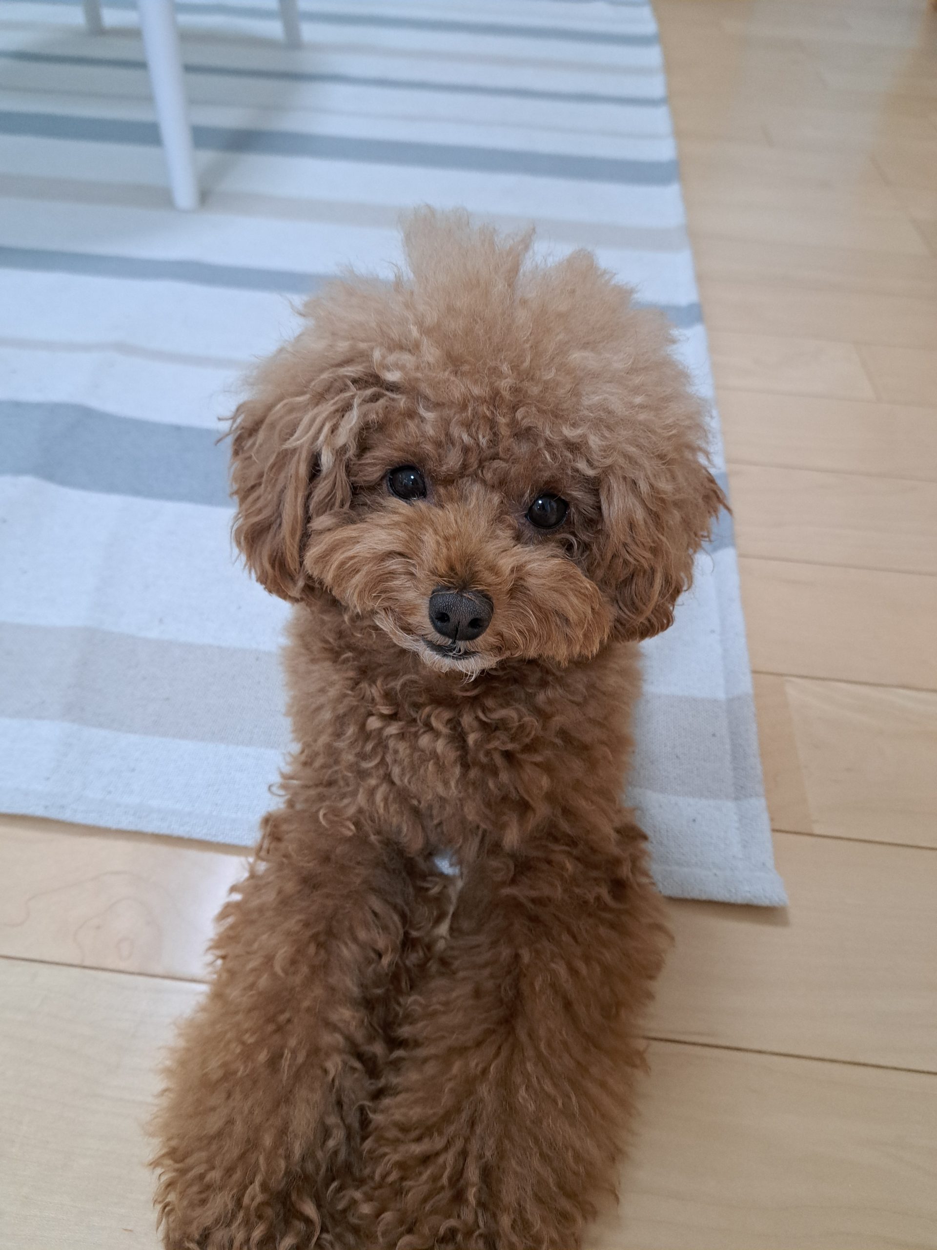 トイプードルのアルト