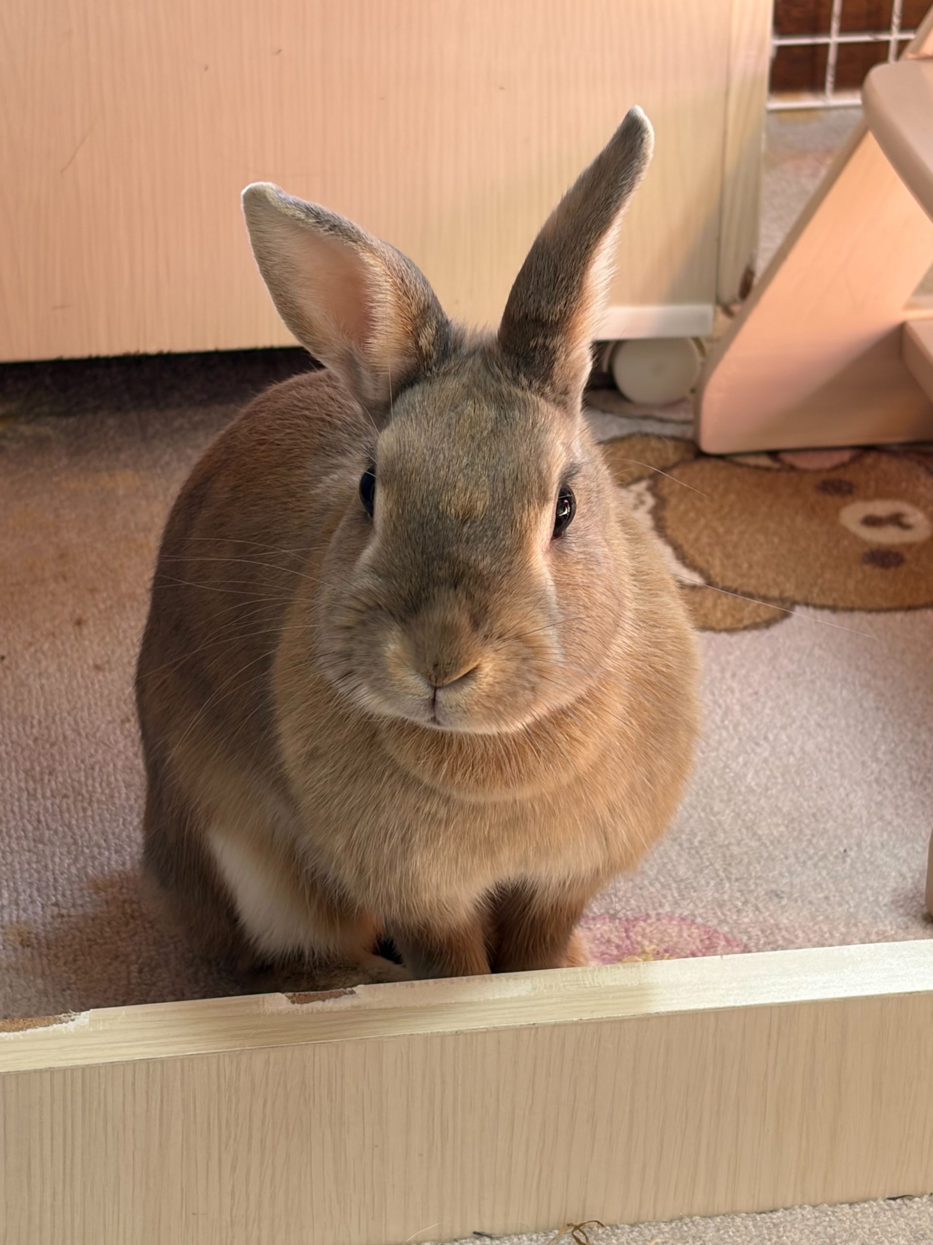 愛うさぎの風花です！