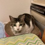 きじしろ模様のりんちゃん