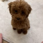 トイプードルのぽんきち
