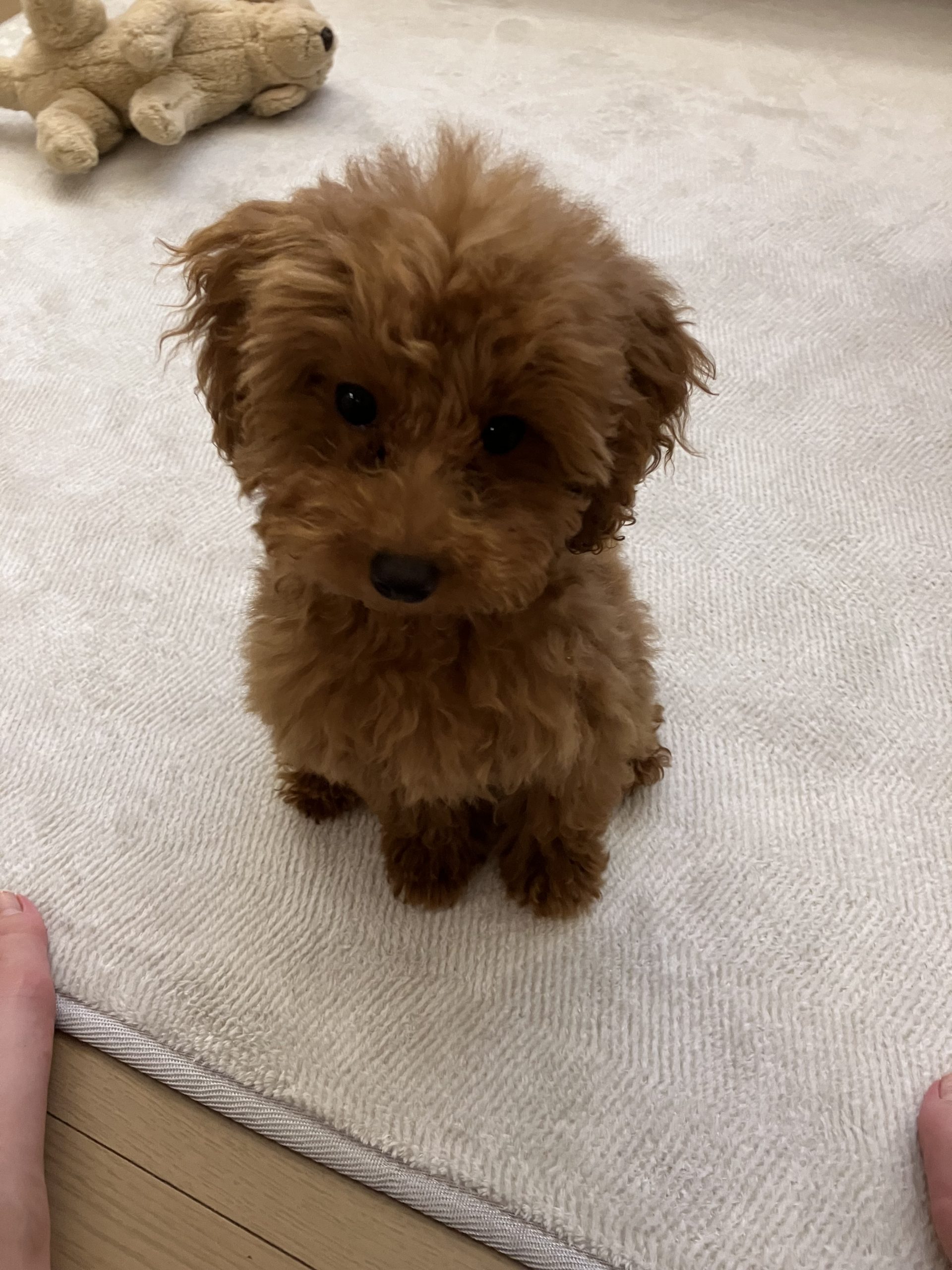 トイプードルのぽんきち