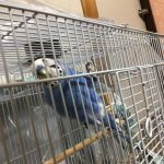 ラムネちゃん「出させてー」