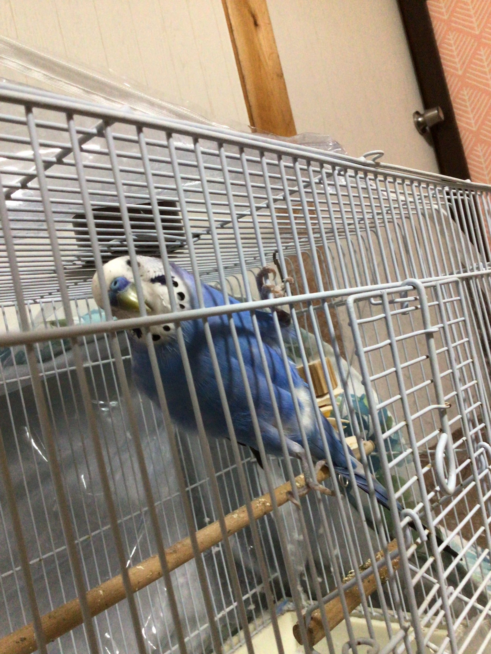 ラムネちゃん「出させてー」