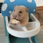 ハムスター🐹