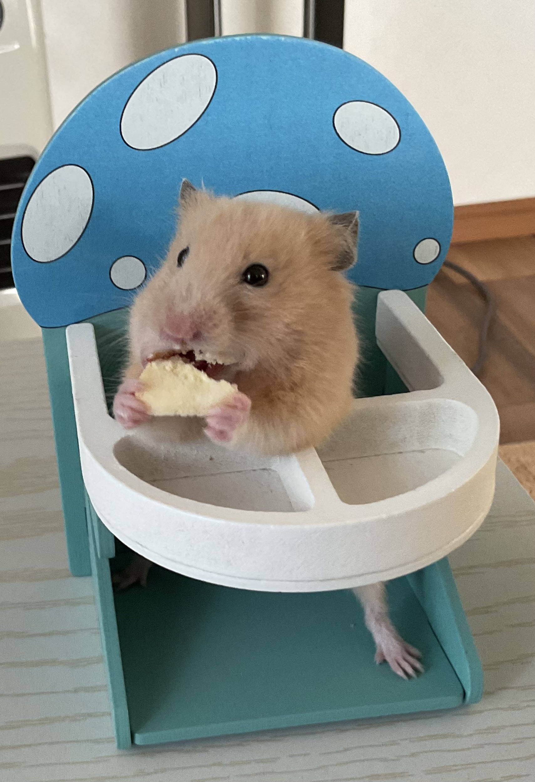 ハムスター🐹