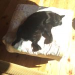 くろねこ
