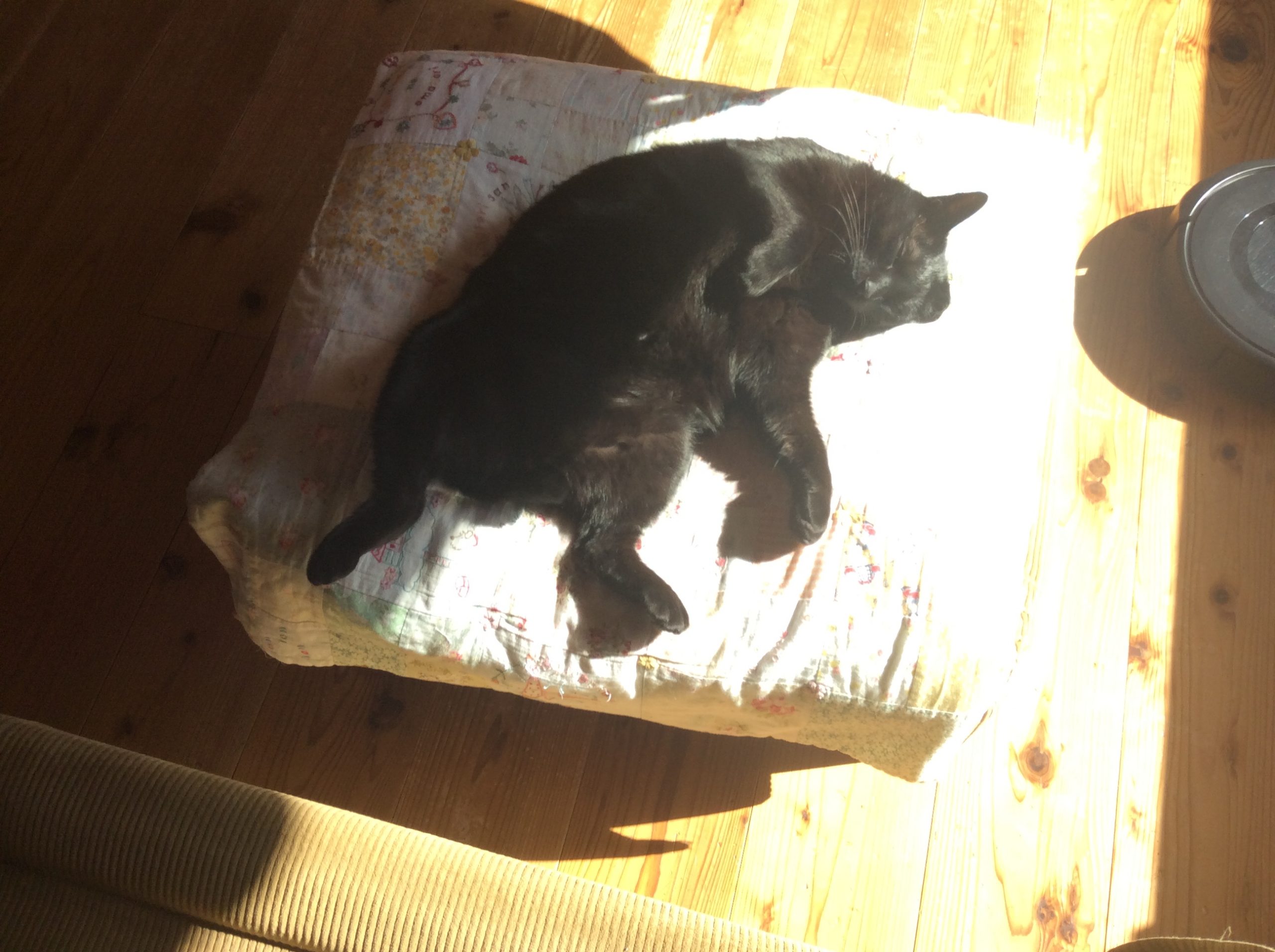 くろねこ