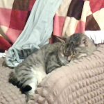 猫ちゃん