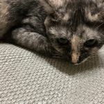 反省してるフリの猫