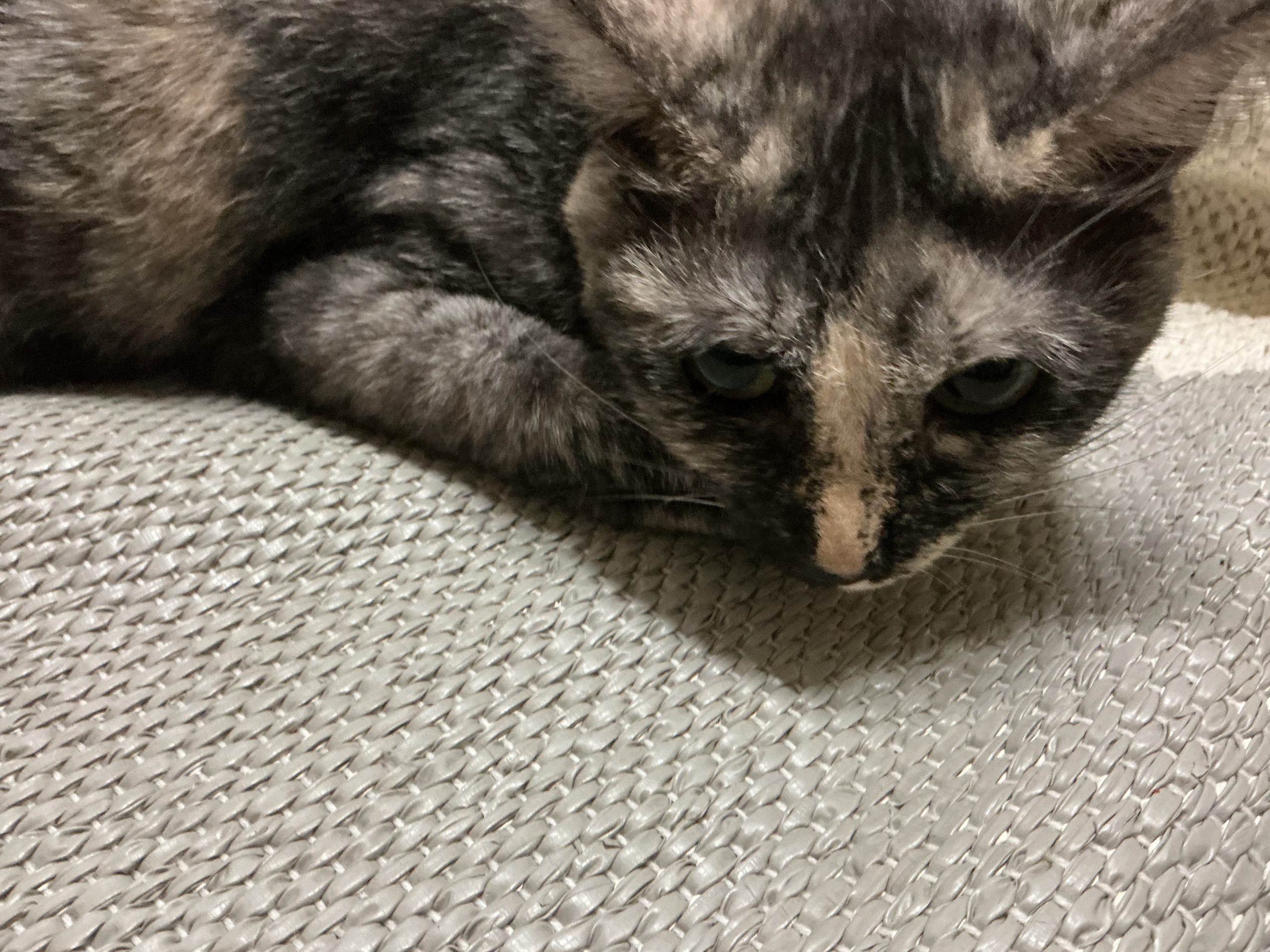 反省してるフリの猫