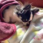 眠りチワワ