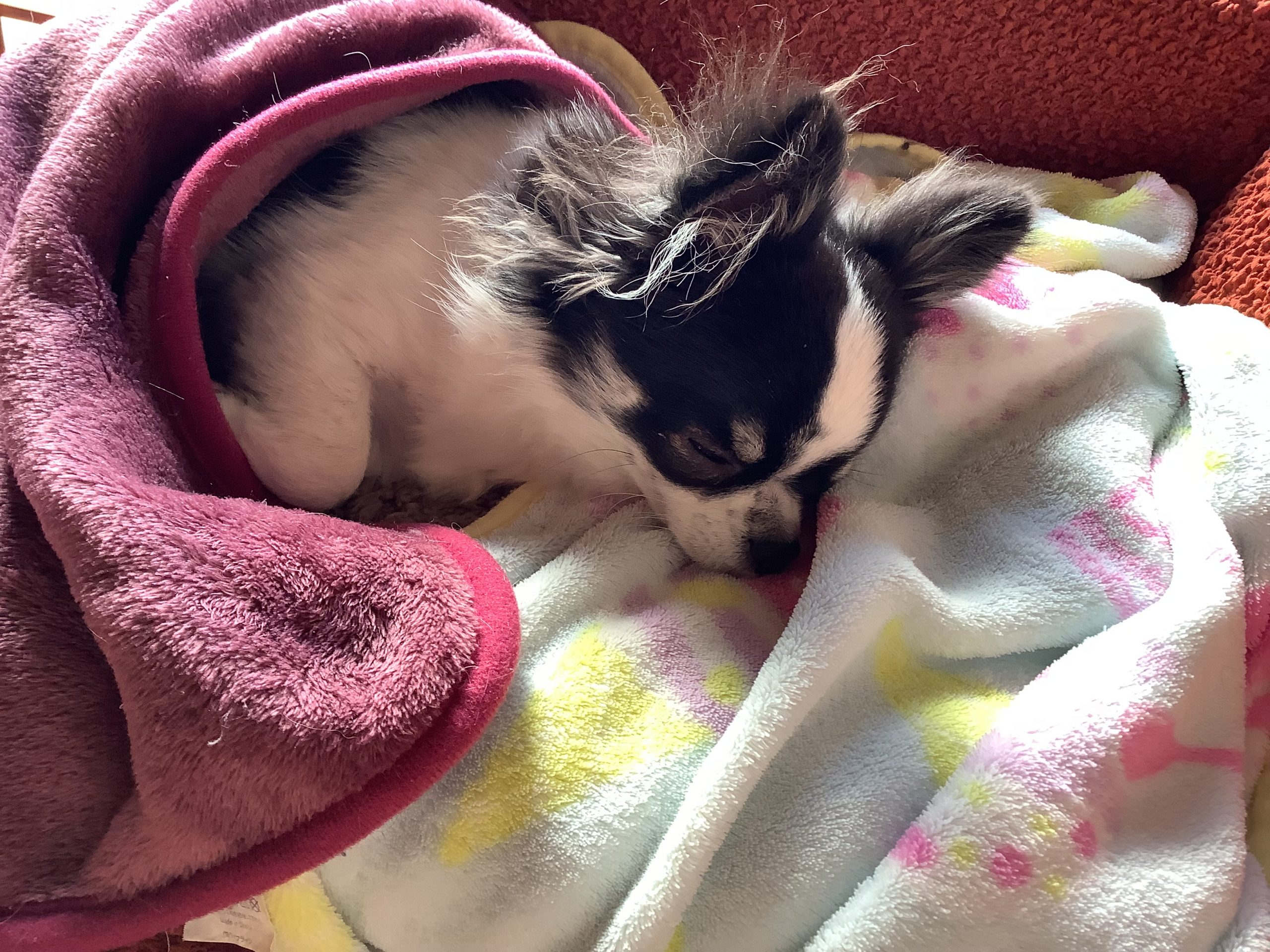 眠りチワワ