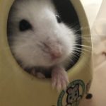 かわいい白大福
